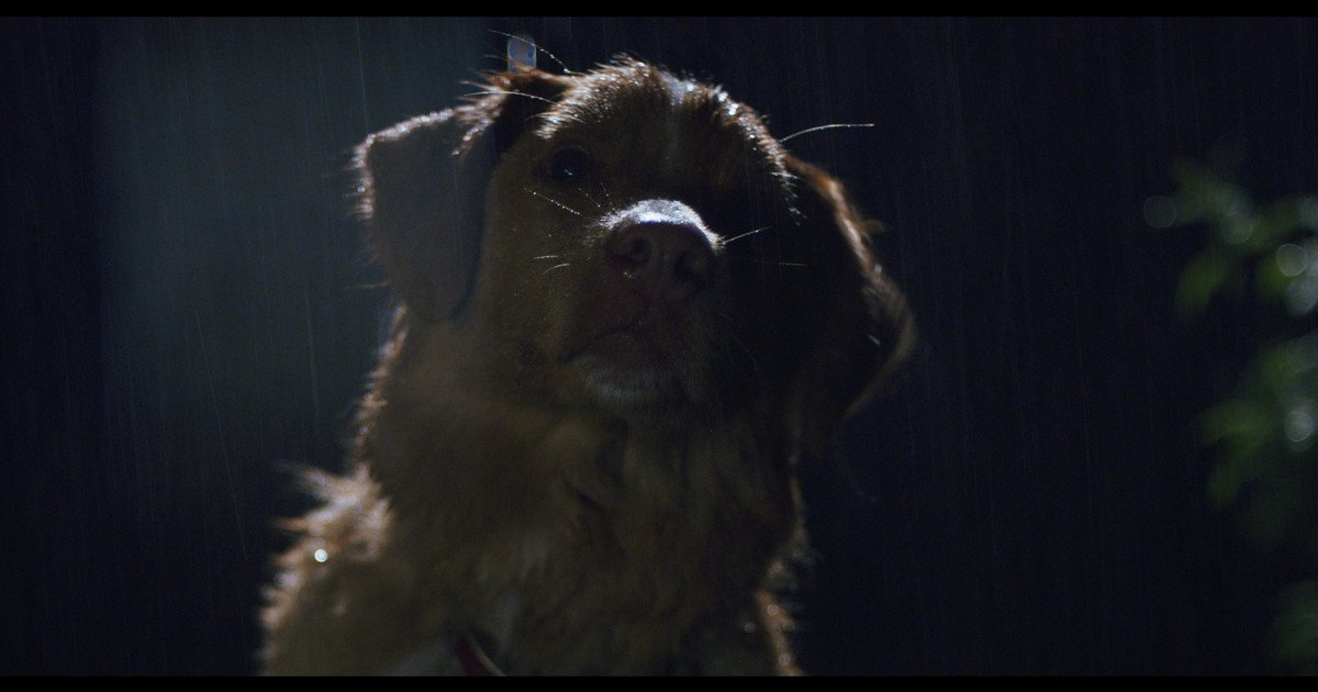 good-boy,-la-pelicula-de-terror-protagonizada-por-un-perro-que-se-volvio-viral